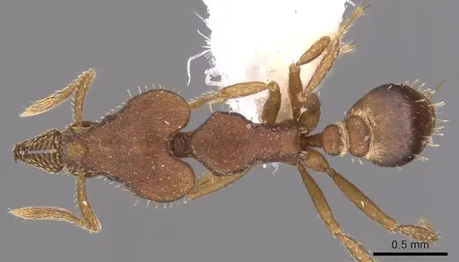 Strumigenys hastyla - CASENT0900770