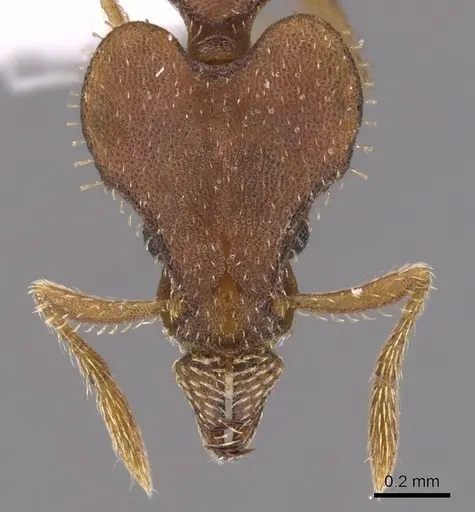 Strumigenys hastyla - CASENT0900770