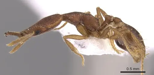 Strumigenys hastyla - CASENT0900770