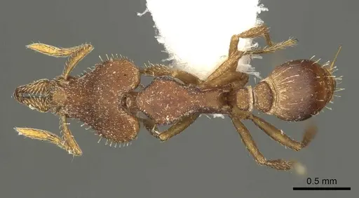 Strumigenys hastyla - CASENT0915693