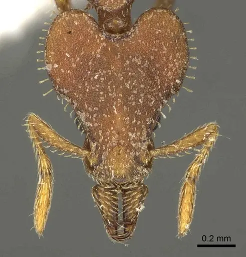 Strumigenys hastyla - CASENT0915693