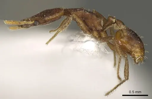 Strumigenys hastyla - CASENT0915693