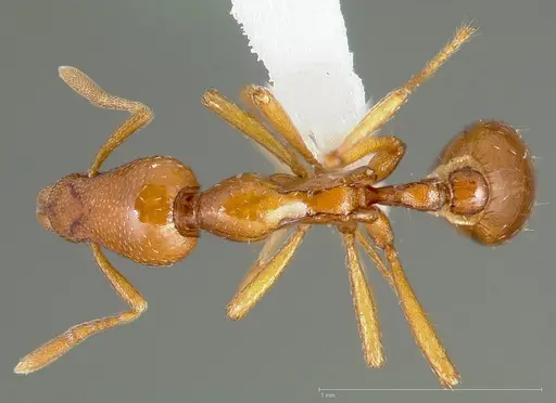 Strumigenys hathor specimen