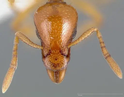 Strumigenys hathor specimen