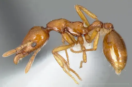 Strumigenys hathor - CASENT0005451