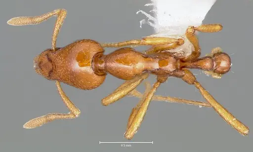 Strumigenys hathor - CASENT0005986