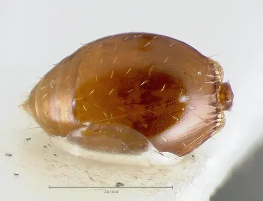 Strumigenys hathor - CASENT0005986