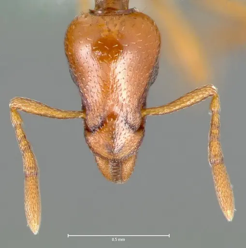 Strumigenys hathor - CASENT0005986