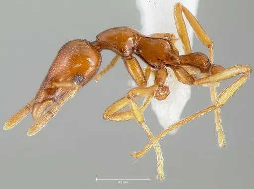 Strumigenys hathor - CASENT0005986