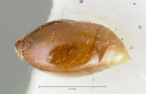 Strumigenys hathor - CASENT0005986