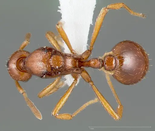 Strumigenys hathor - CASENT0006072