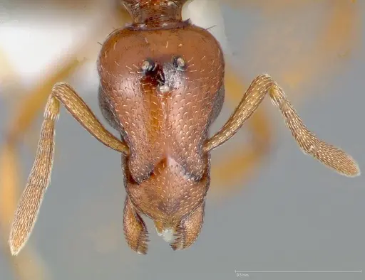 Strumigenys hathor - CASENT0006072