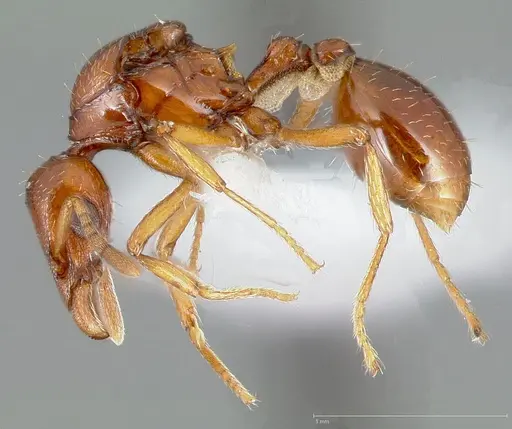 Strumigenys hathor - CASENT0006072