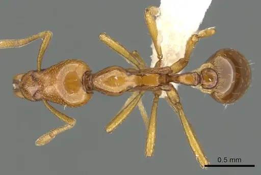 Strumigenys hathor - CASENT0900039