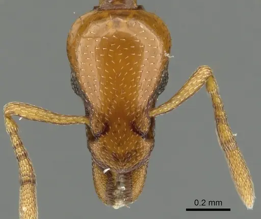 Strumigenys hathor - CASENT0900039