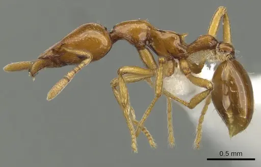 Strumigenys hathor - CASENT0900039