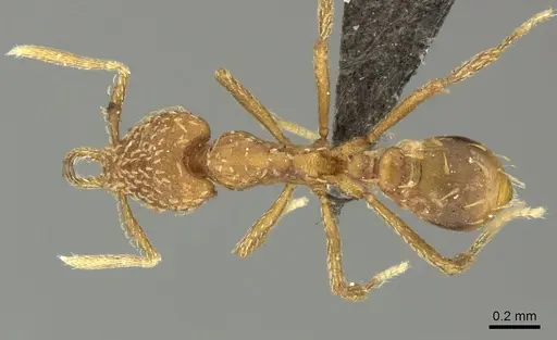 Strumigenys havilandi specimen