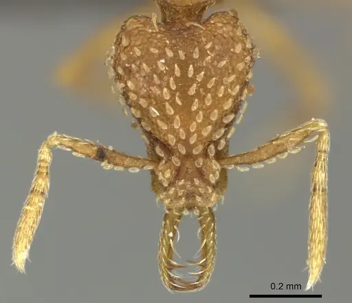 Strumigenys havilandi specimen