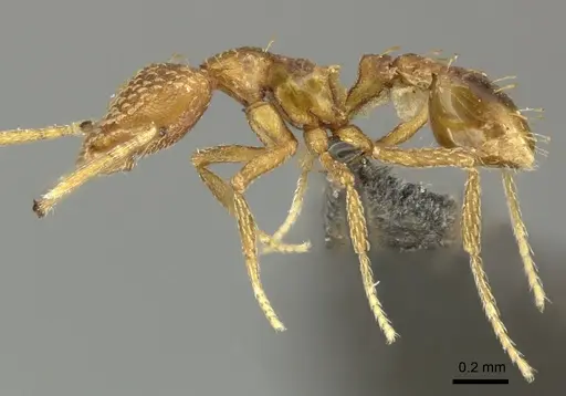 Strumigenys havilandi specimen