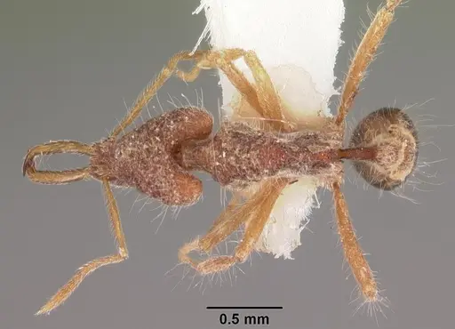 Strumigenys hekate specimen