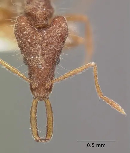 Strumigenys hekate specimen