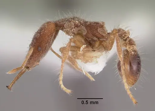 Strumigenys hekate specimen