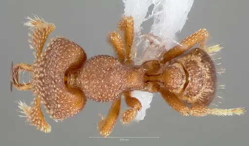 Strumigenys heliani specimen