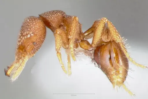 Strumigenys heliani specimen