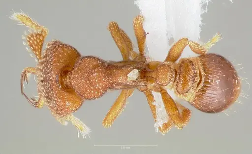 Strumigenys heliani - CASENT0005551