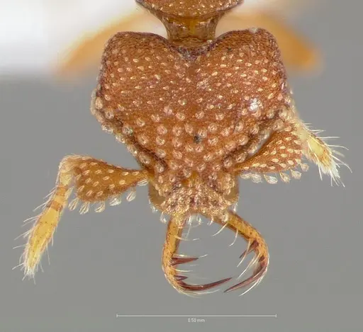 Strumigenys heliani - CASENT0005551