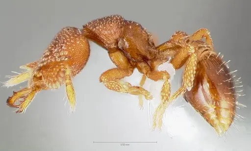 Strumigenys heliani - CASENT0005551