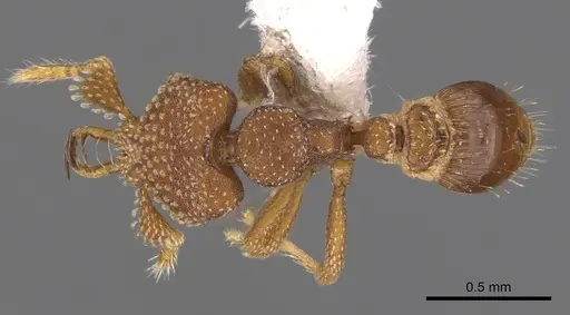 Strumigenys heliani - CASENT0900645