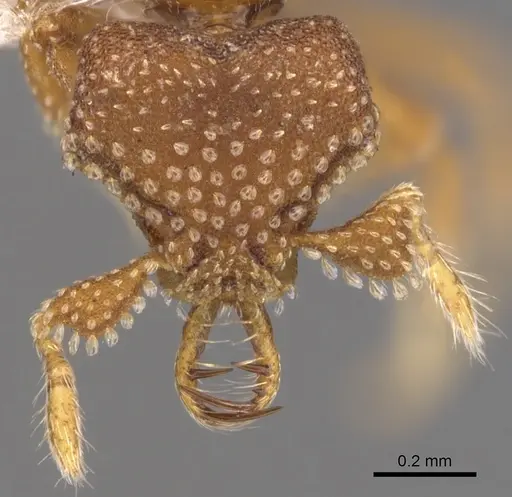 Strumigenys heliani - CASENT0900645