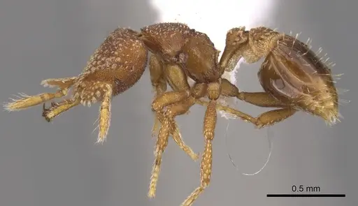 Strumigenys heliani - CASENT0900645