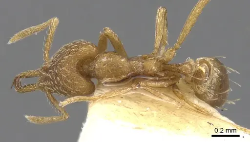 Strumigenys helytruga specimen