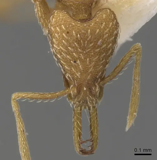 Strumigenys helytruga specimen