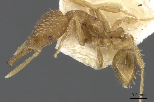 Strumigenys helytruga specimen