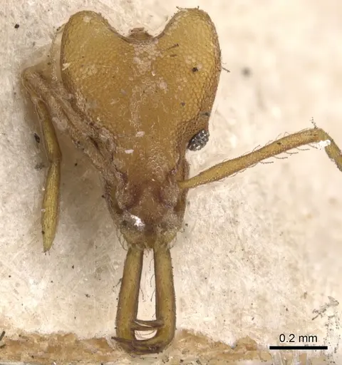 Strumigenys hemichlaena specimen