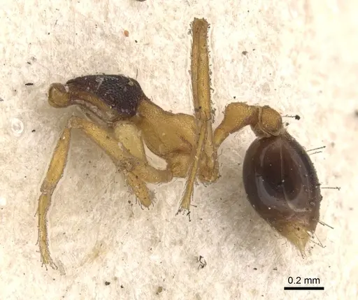 Strumigenys hemichlaena specimen