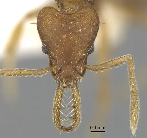 Strumigenys hemidisca specimen