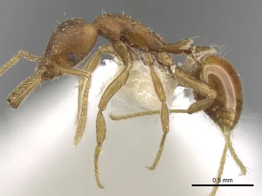Strumigenys hemidisca specimen