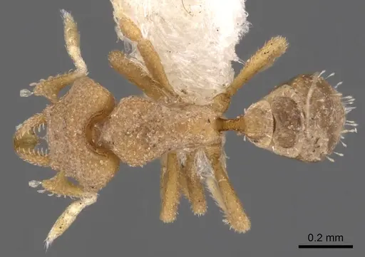 Strumigenys hemisobek specimen