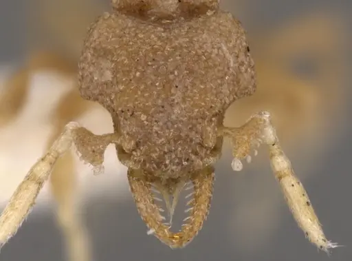 Strumigenys hemisobek specimen