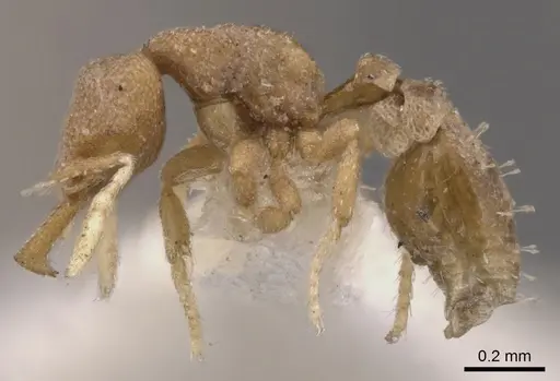 Strumigenys hemisobek specimen