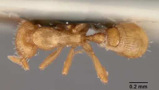 Strumigenys hensekta specimen