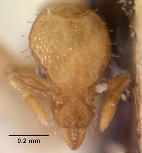 Strumigenys hensekta specimen