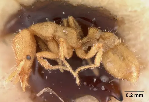 Strumigenys hensekta specimen