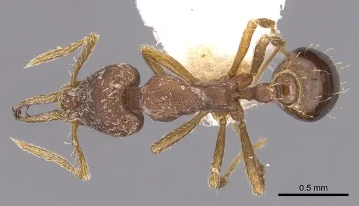 Strumigenys heterodonta specimen