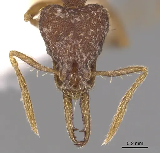 Strumigenys heterodonta specimen