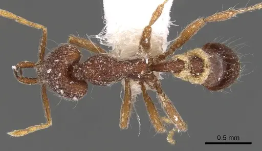 Strumigenys heteropha specimen